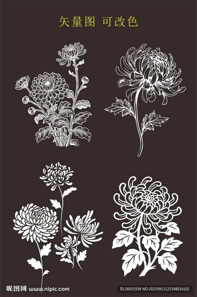 菊花矢量图