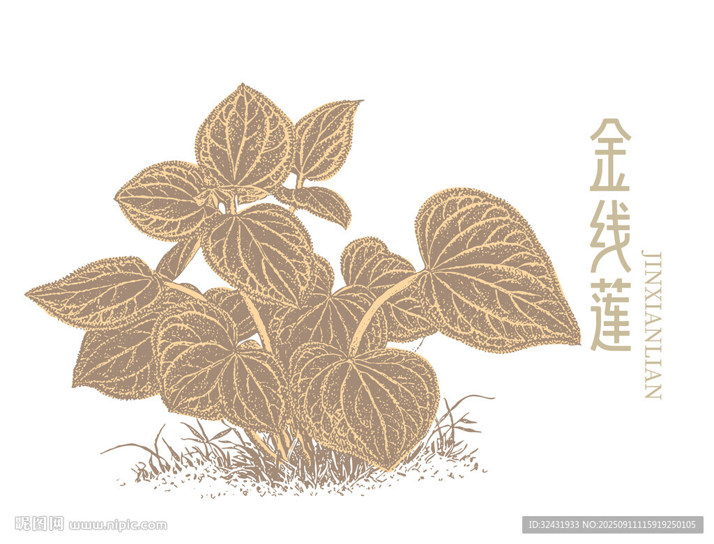 金线莲插画