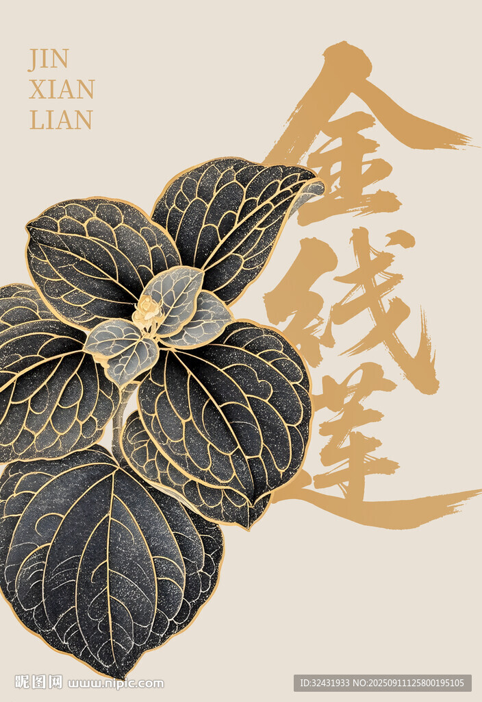 国风金线莲