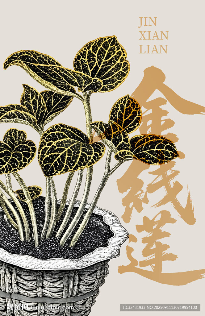 盆栽金线莲
