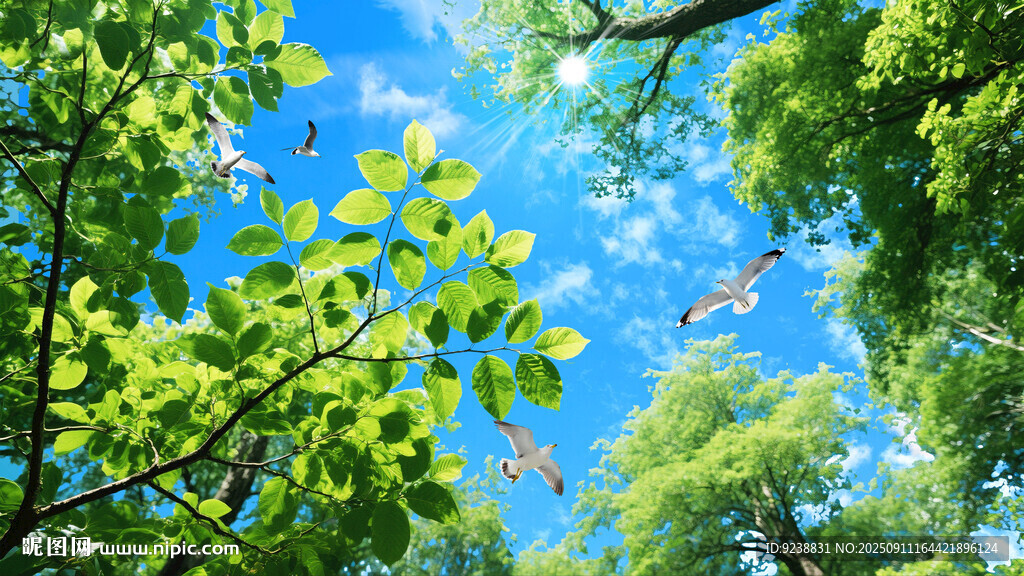 森林蓝天