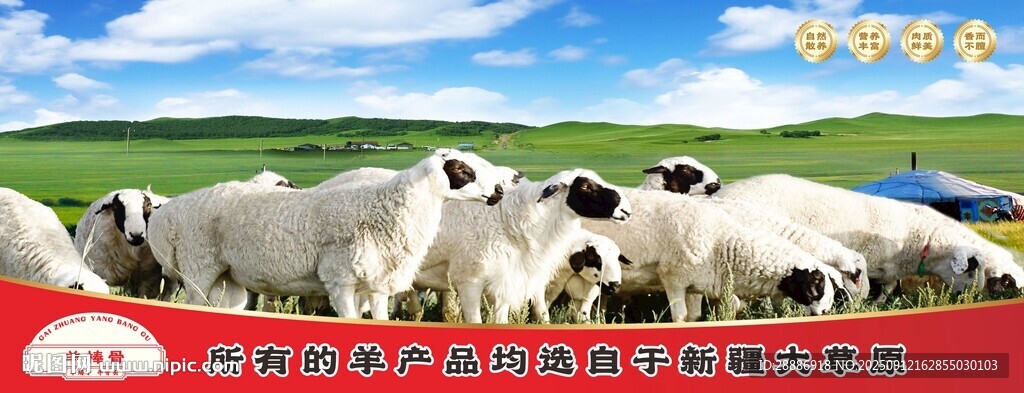 草原羊