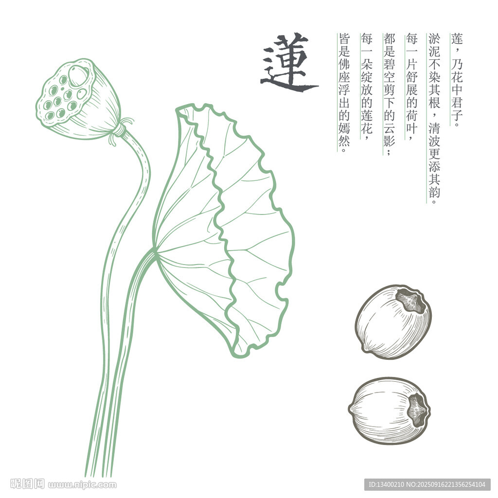 手绘荷花莲蓬线稿图