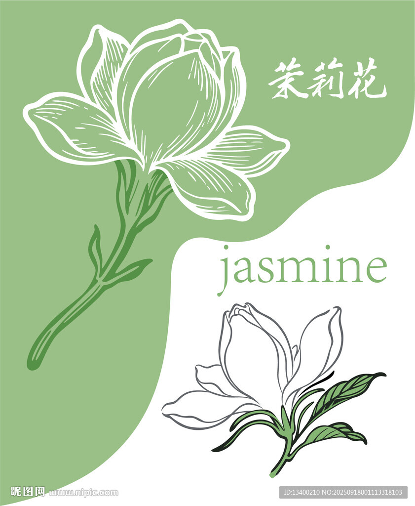 茉莉花手绘素材