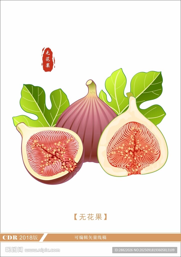 新鲜无花果插画展示