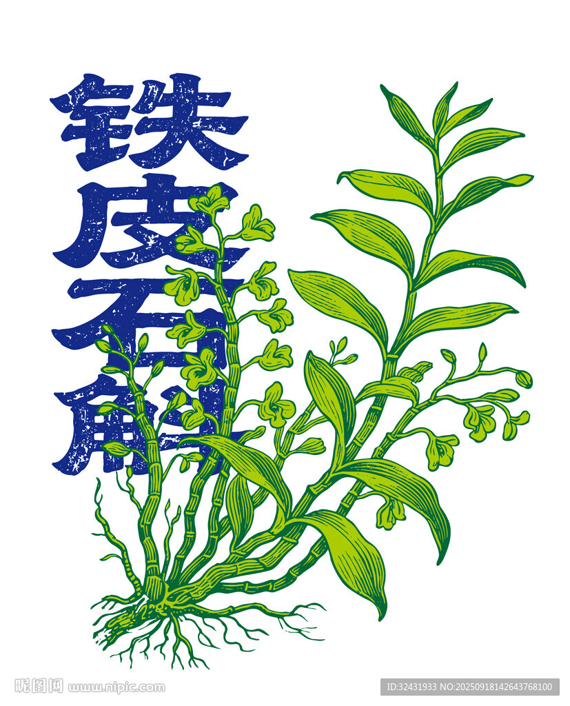 铁皮石斛植物插画