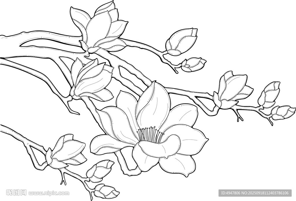 玉兰花枝线描图 矢量图