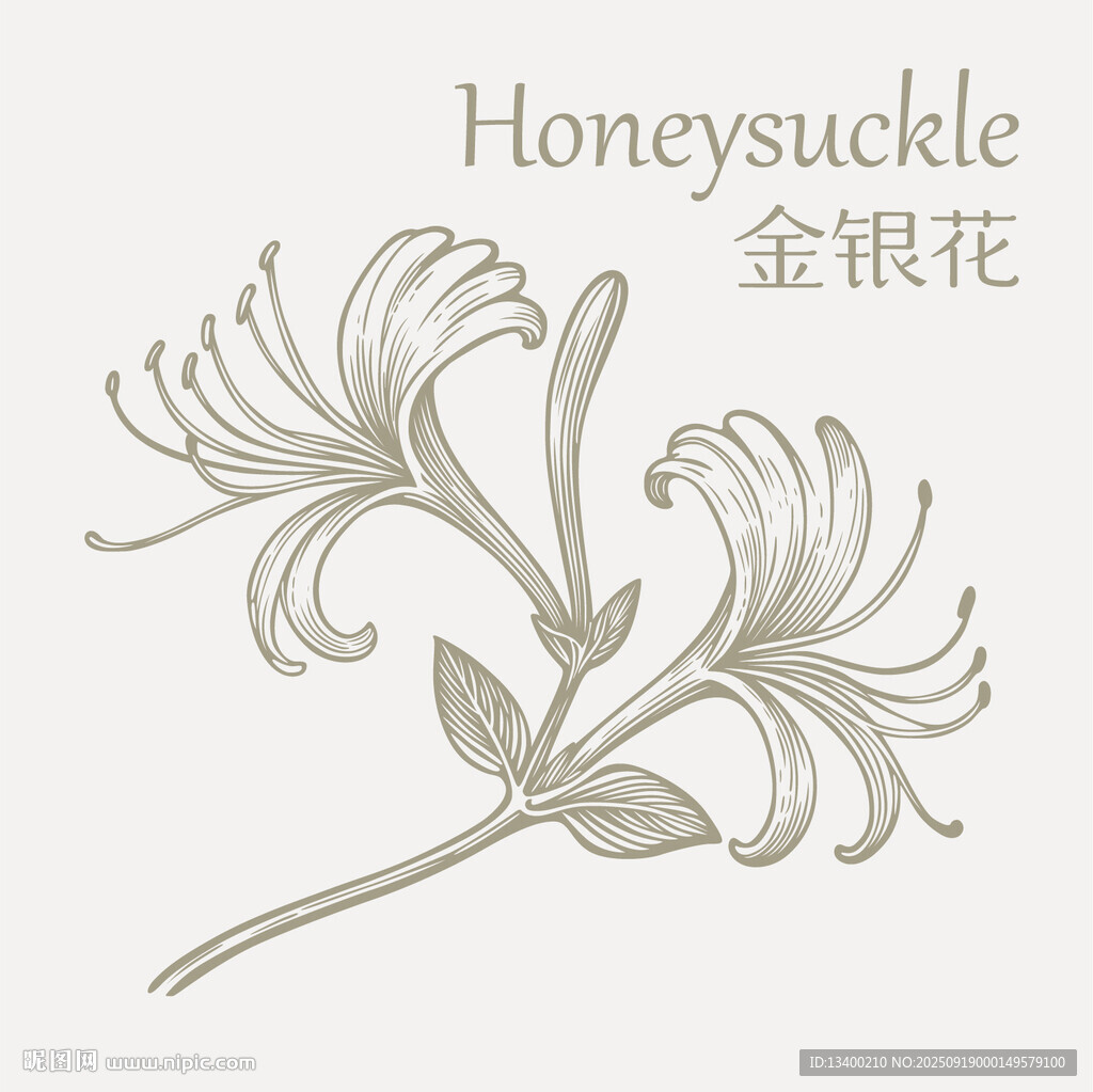 手绘金银花植物图案