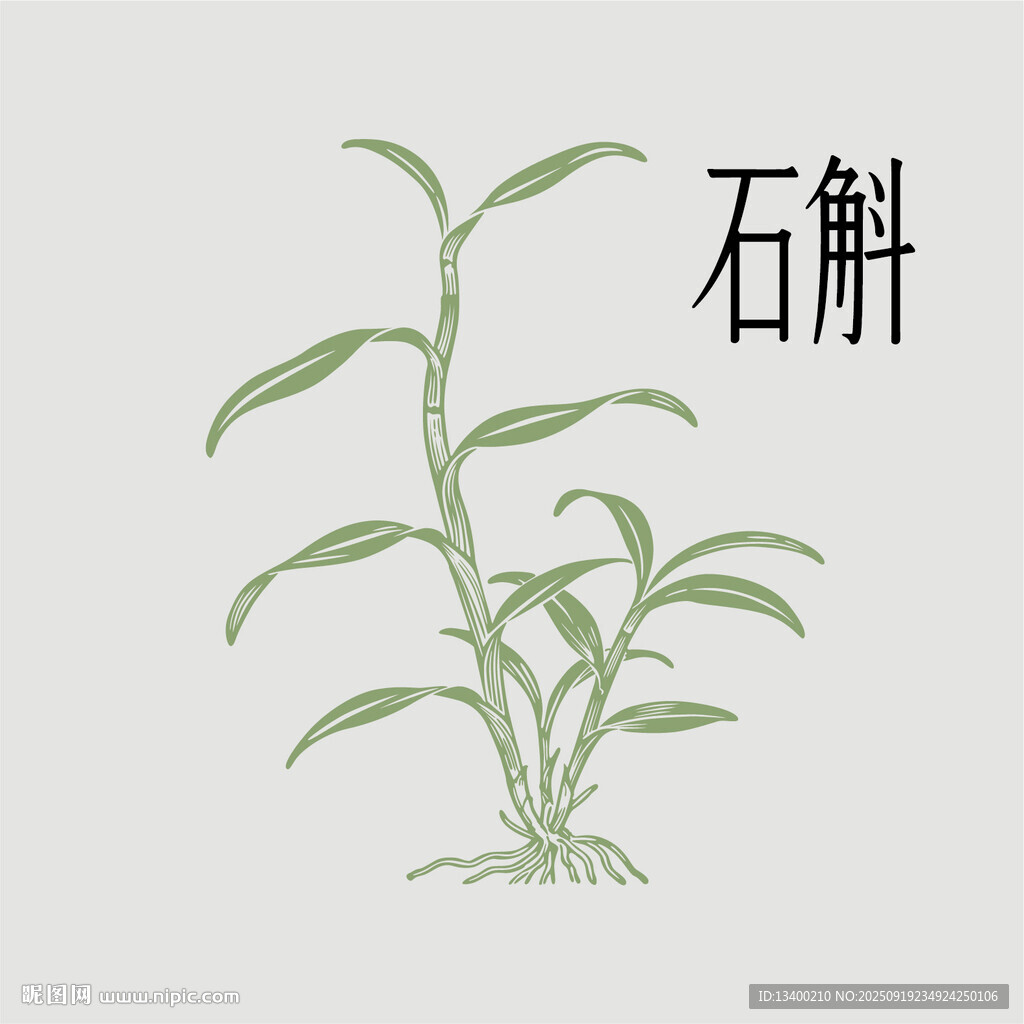 石斛矢量素材