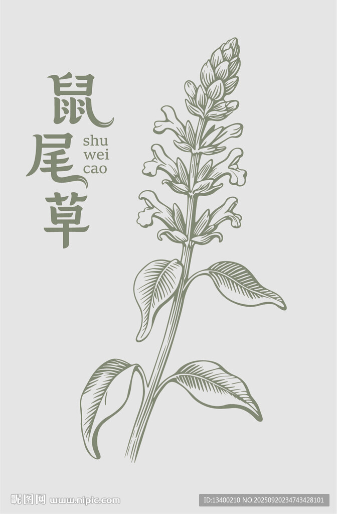手绘鼠尾草植物图