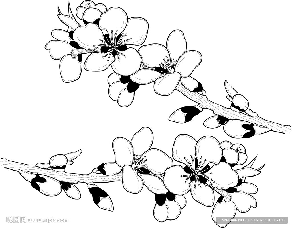 桃花 矢量图