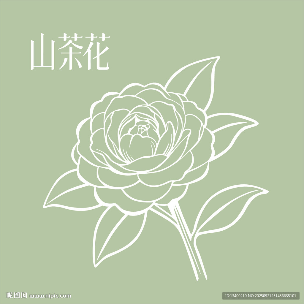 山茶花线条插画
