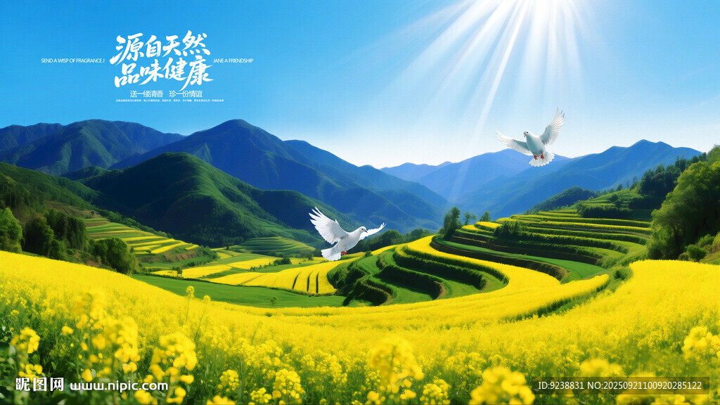 油菜花