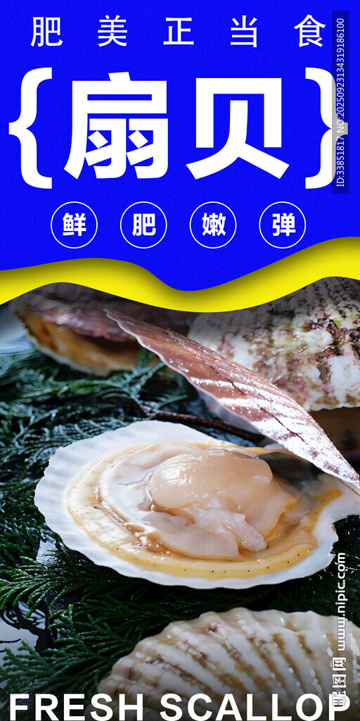 扇贝 