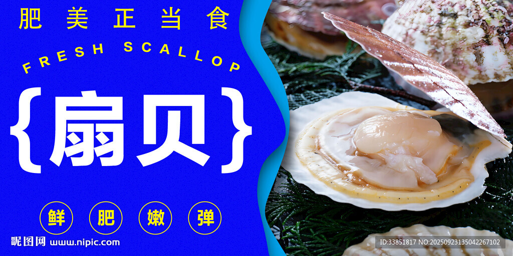 扇贝 