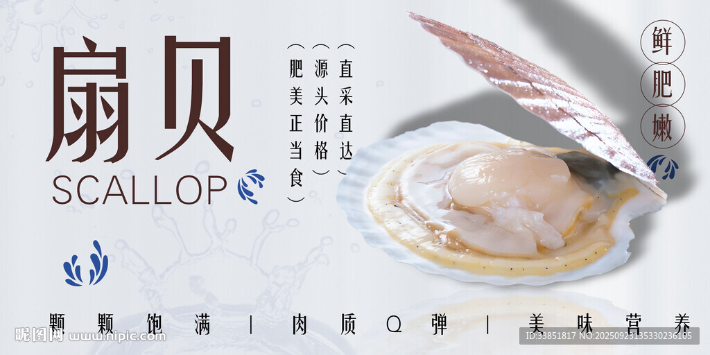 扇贝