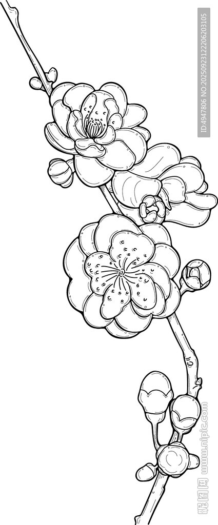 桃花 矢量图