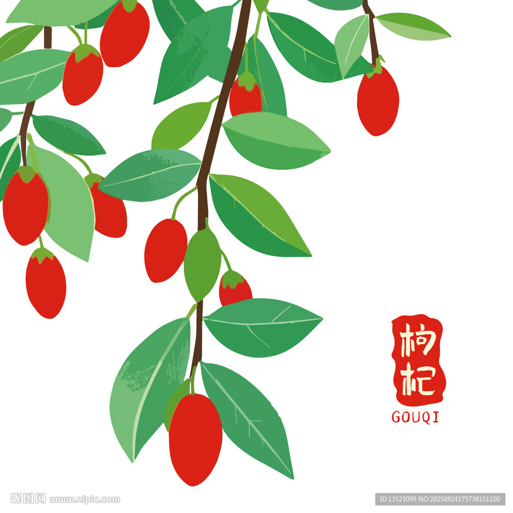 枸杞枝上红果绿叶中药养生茶饮