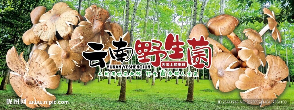 云南野生菌广告