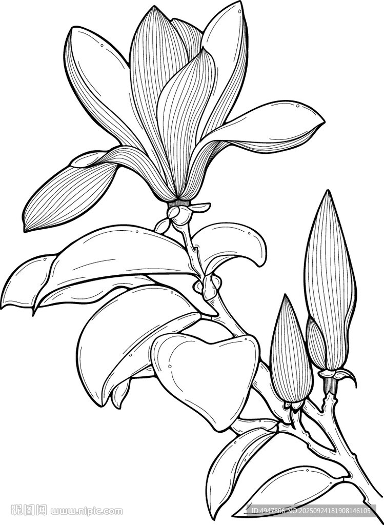 玉兰花枝线描图 矢量图
