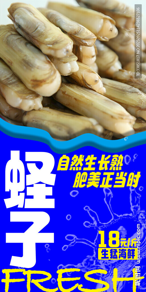  蛏子