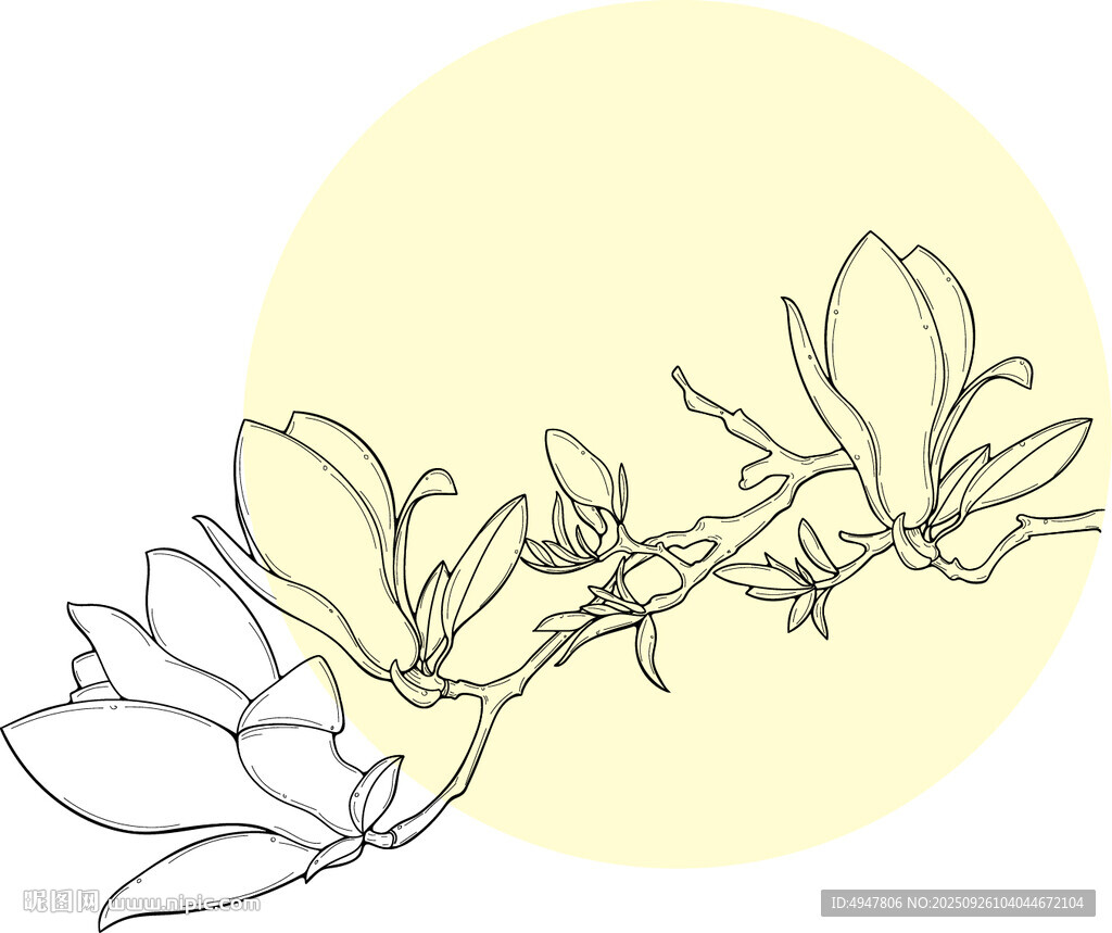 玉兰花枝线条画 矢量图