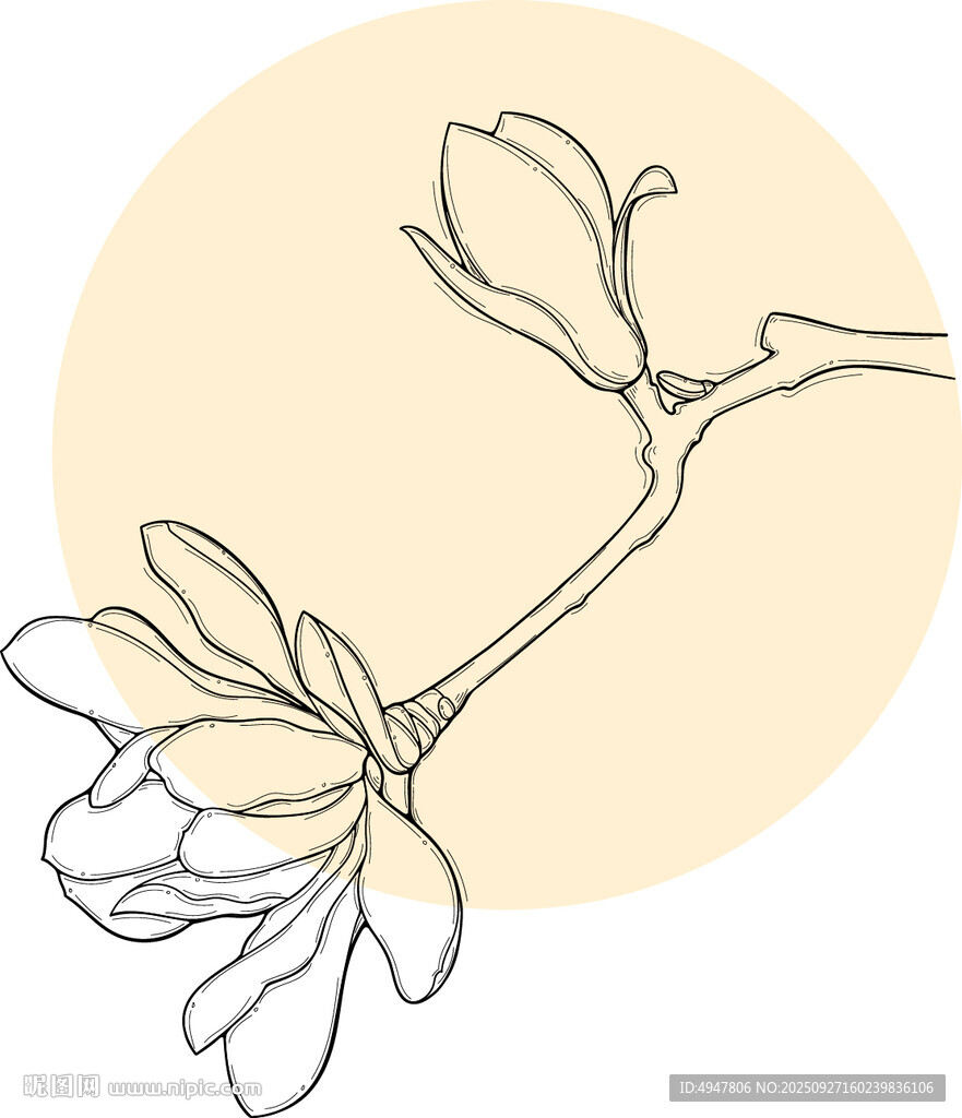 手绘玉兰花枝 矢量图