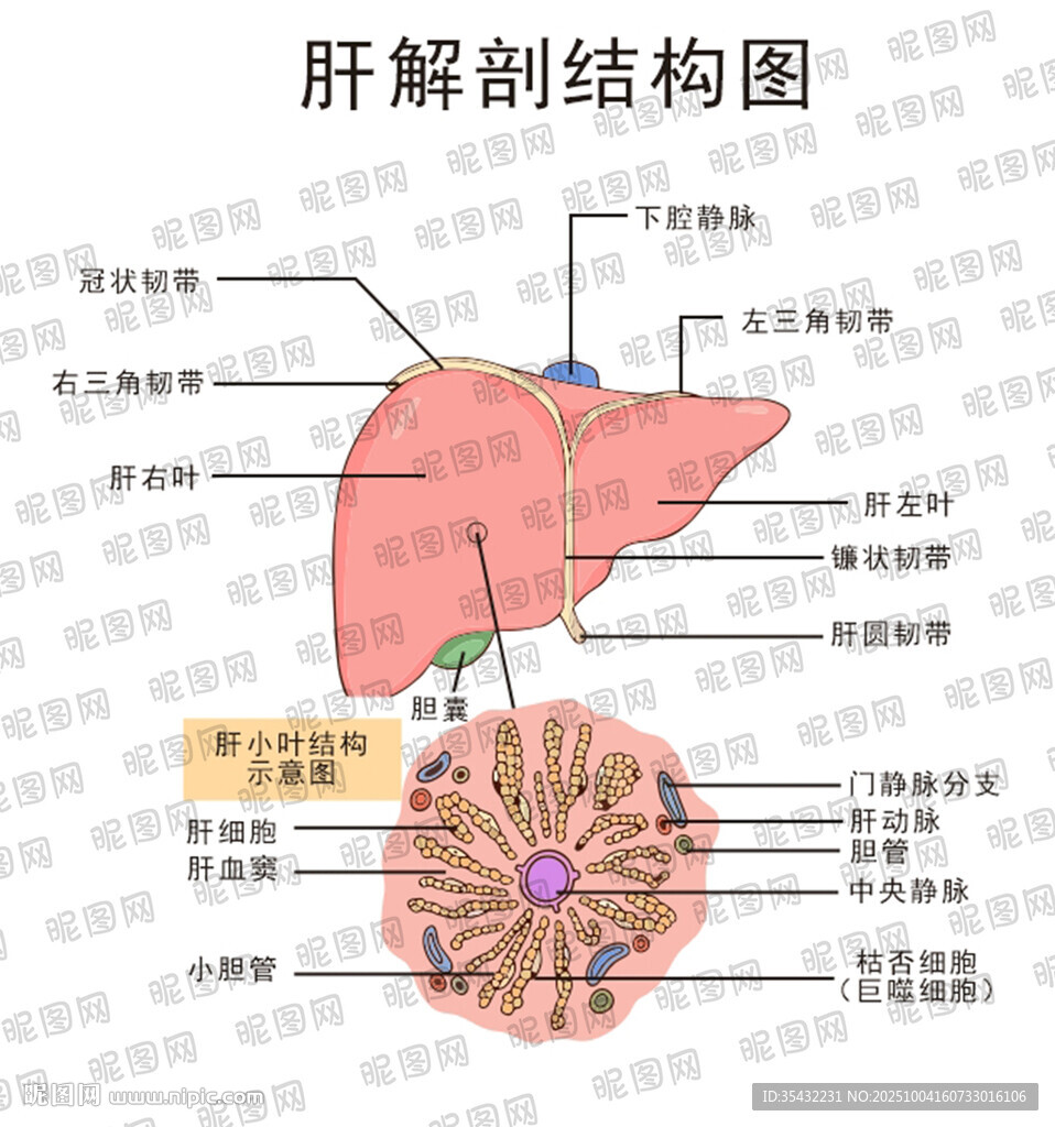 肝脏解剖结构示意图