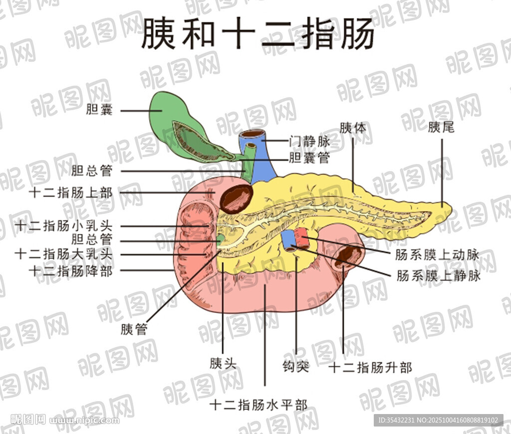 胰和十二指肠解剖示意图