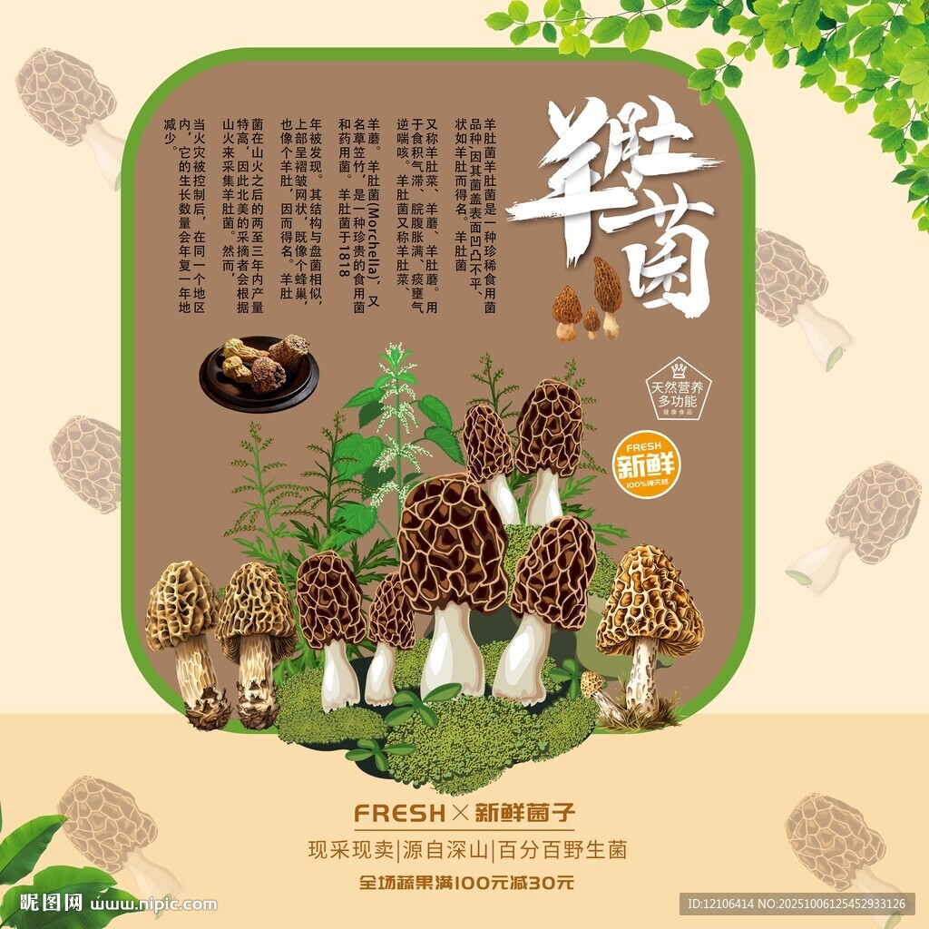 羊肚菌宣传图