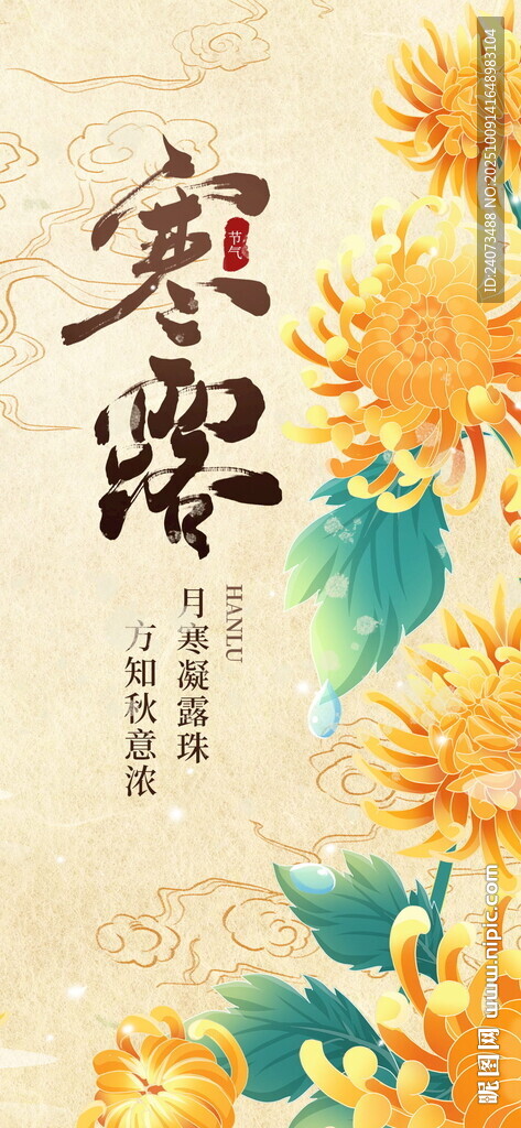 寒露时节菊花绽放