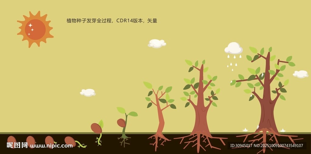 植物生长过程 植物发芽