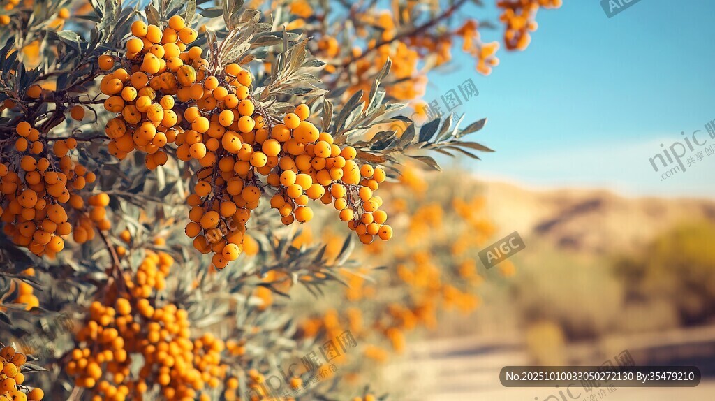 沙棘果挂满枝头的美丽景象