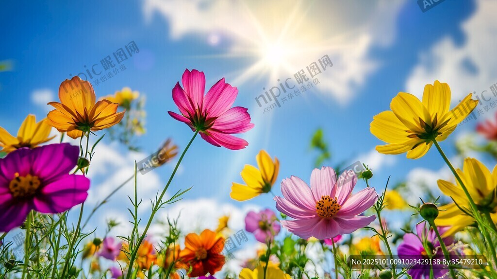 阳光下的多彩格桑花绽放