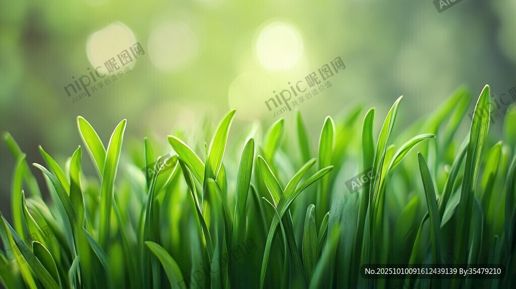 嫩绿春草生机盎然