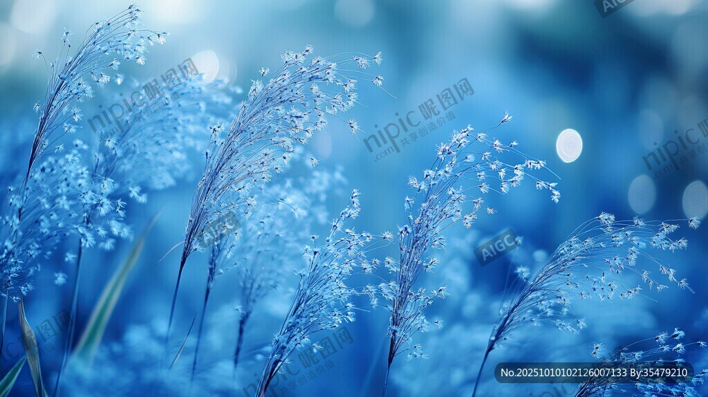 梦幻蓝调下的轻柔草穗