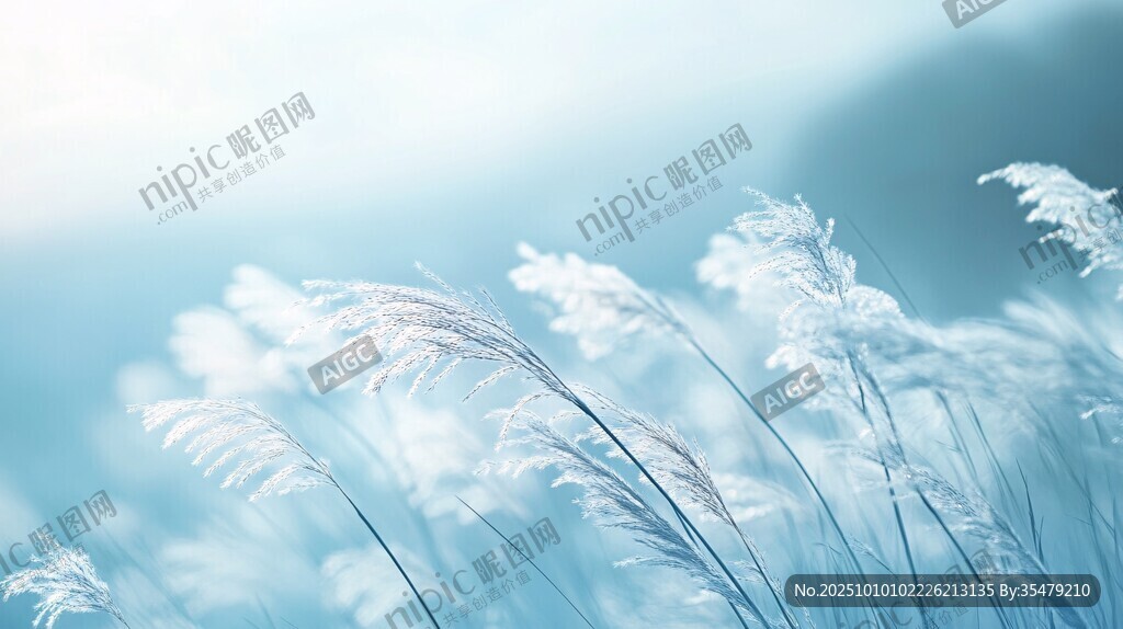 蓝调荻草 轻柔自然之美