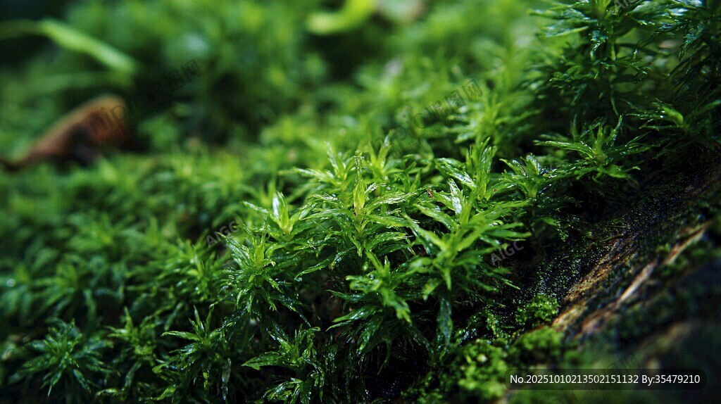 翠绿苔藓覆盖的生机景象