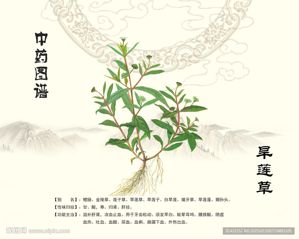 中草药旱莲草展示