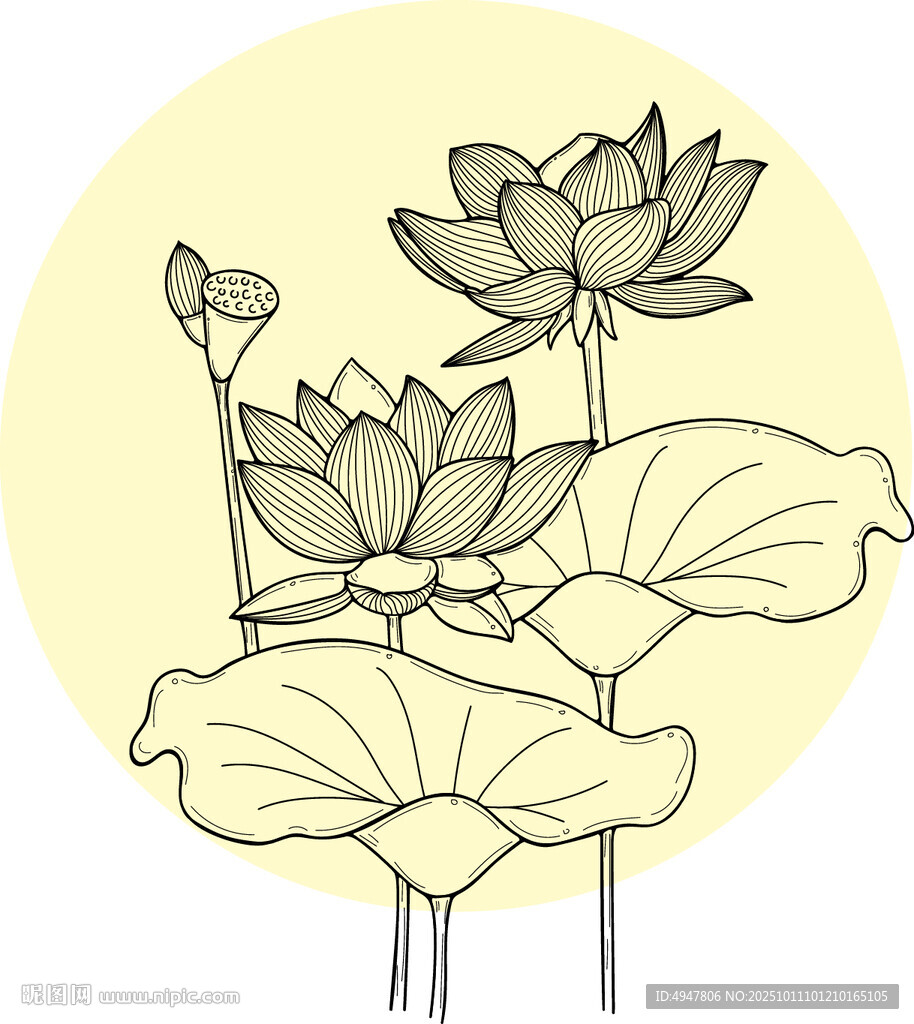 手绘荷花图 矢量图