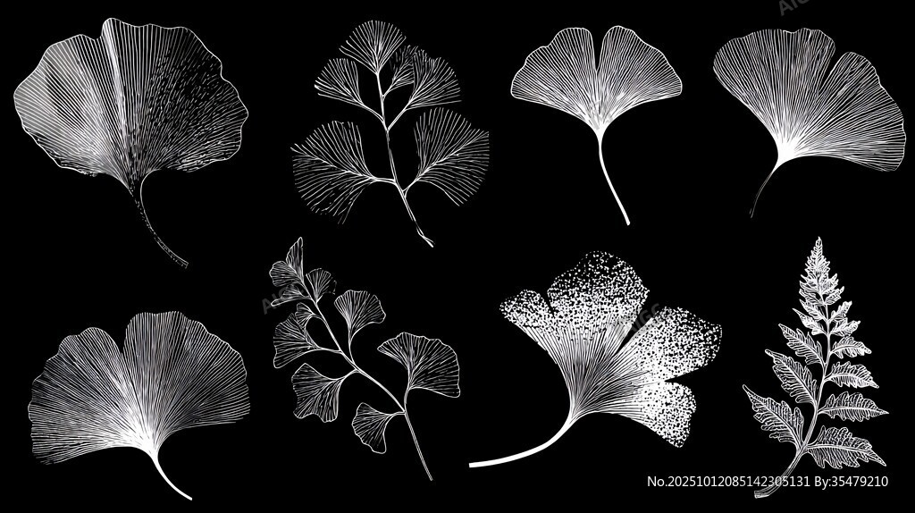 黑白植物叶片艺术展示