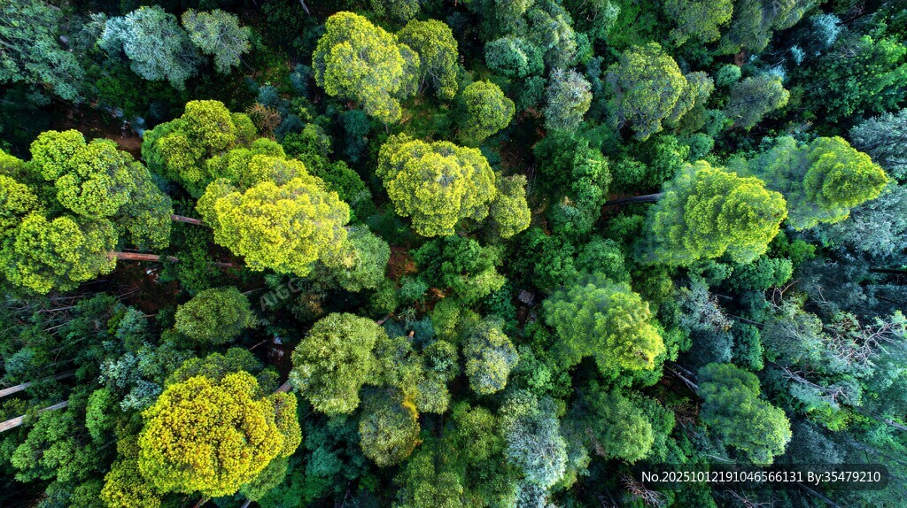 俯瞰葱郁森林树冠美景