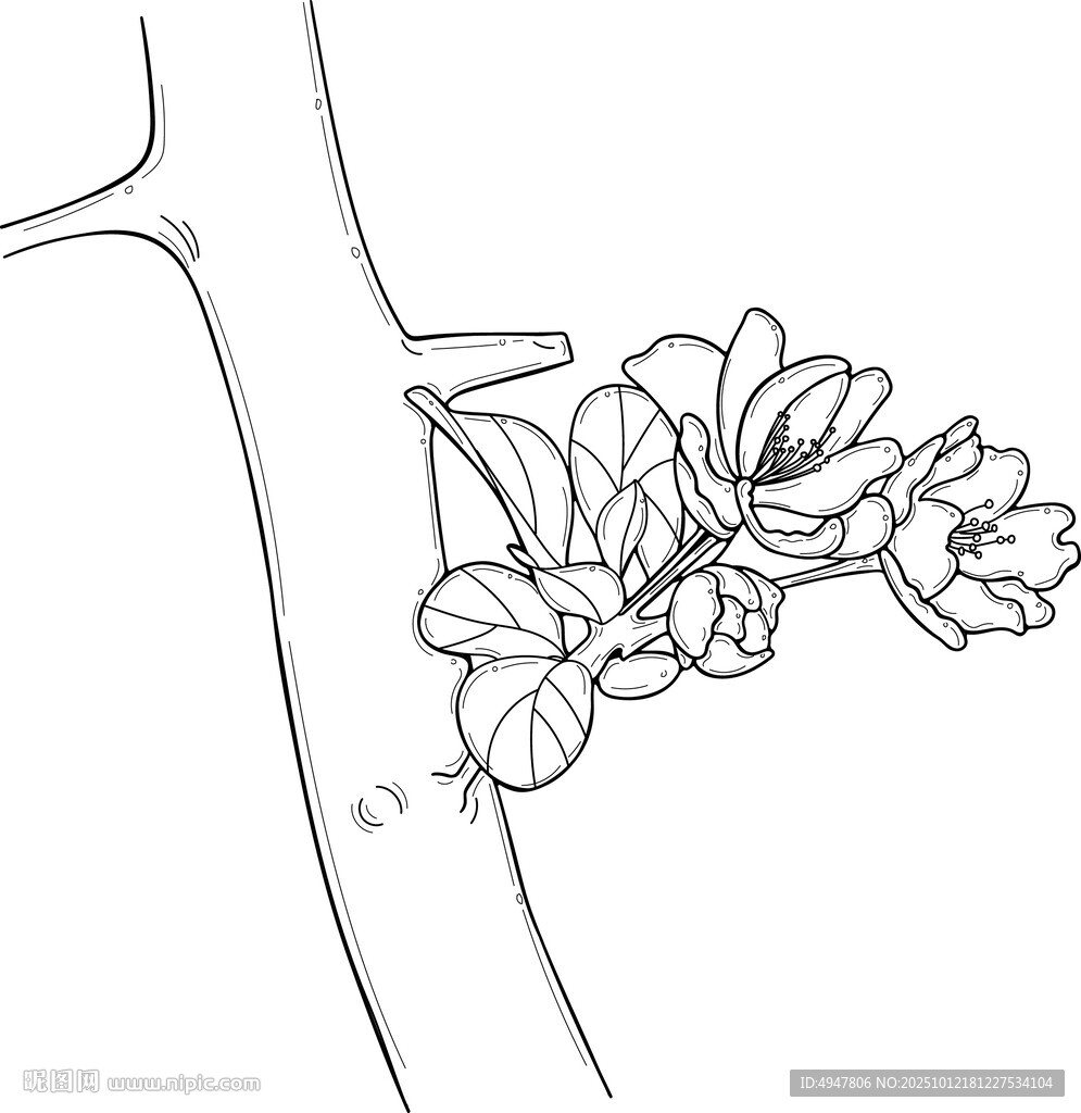 海棠花 矢量图