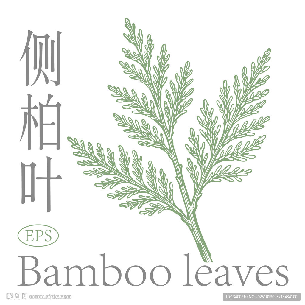 侧柏叶手绘素材