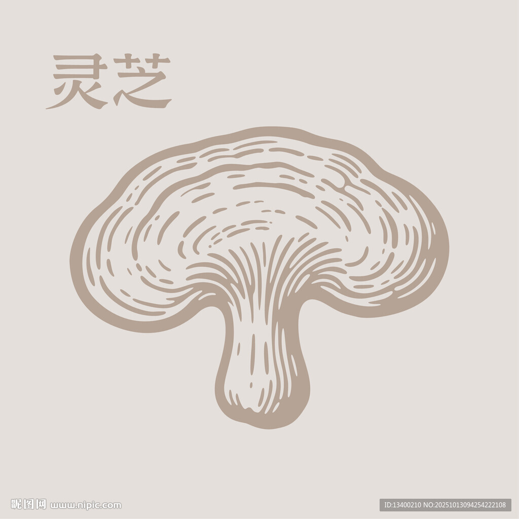 灵芝手绘素材