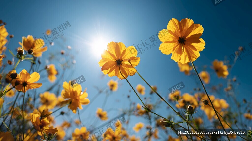 阳光下的灿烂黄色波斯菊