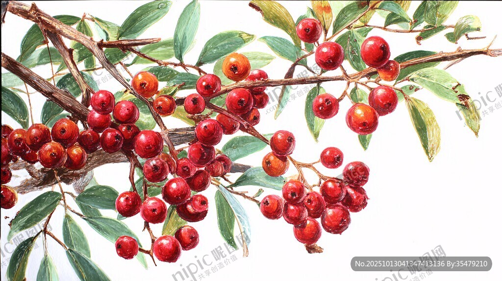 红果绿叶的精美植物画作
