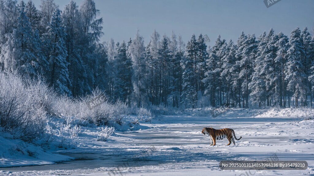 雪野中独行的斑斓猛虎