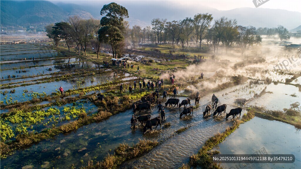 田园牧歌 水田耕牛劳作图景