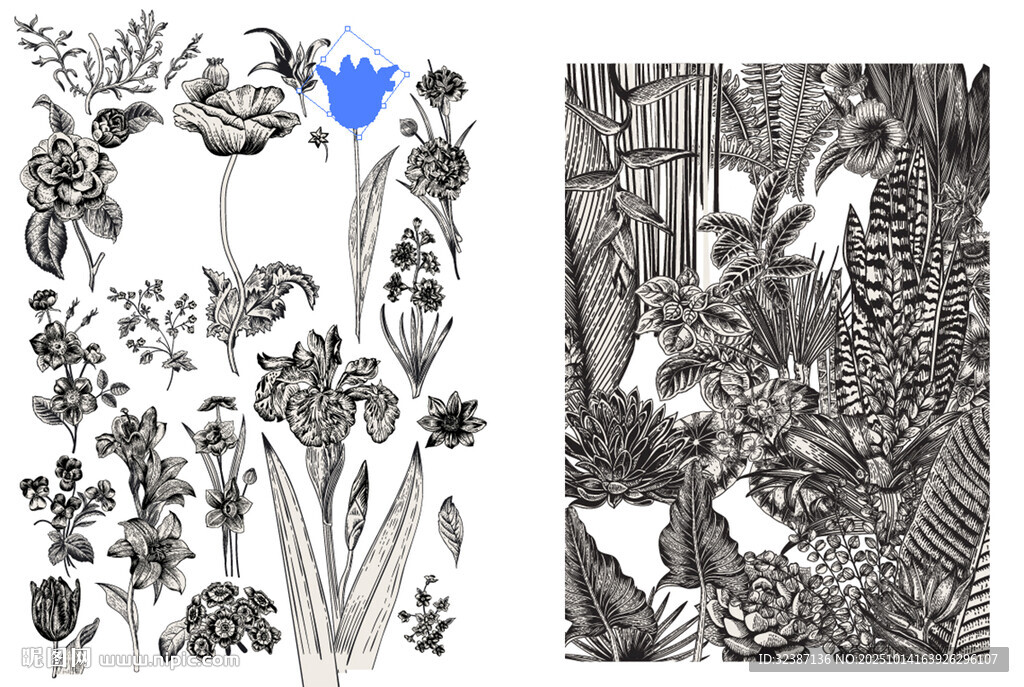 黑白花卉植物插画作品
